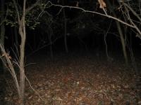 Chicago Ghost Hunters Group investigates Robinson Woods (211).JPG